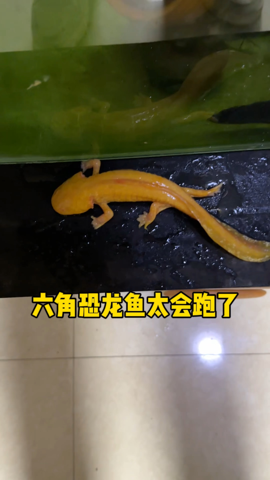 六角恐龙鱼好会跑哦