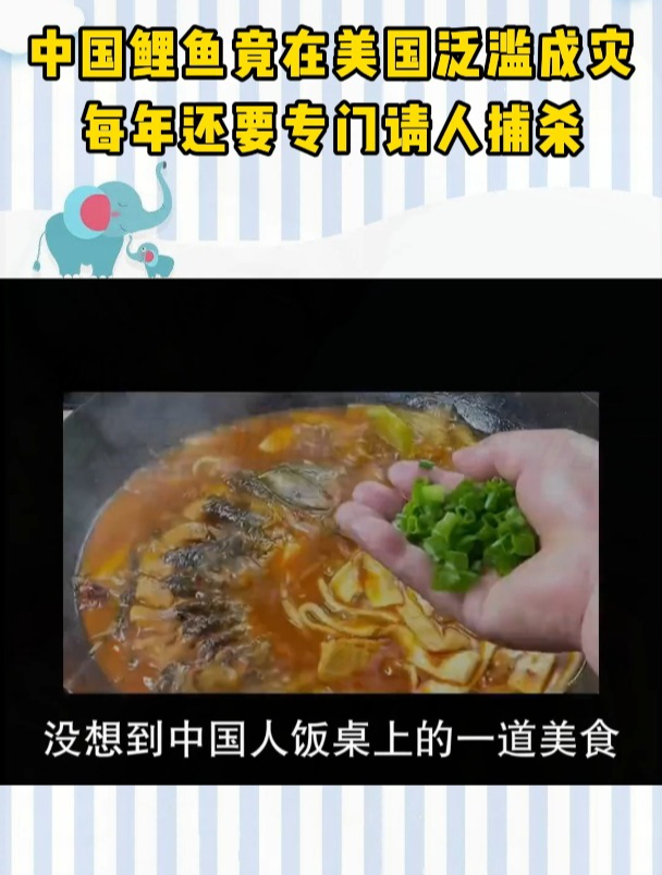 离谱!中国鲤鱼竟在美国泛滥成灾,每年还要专门请人捕杀!