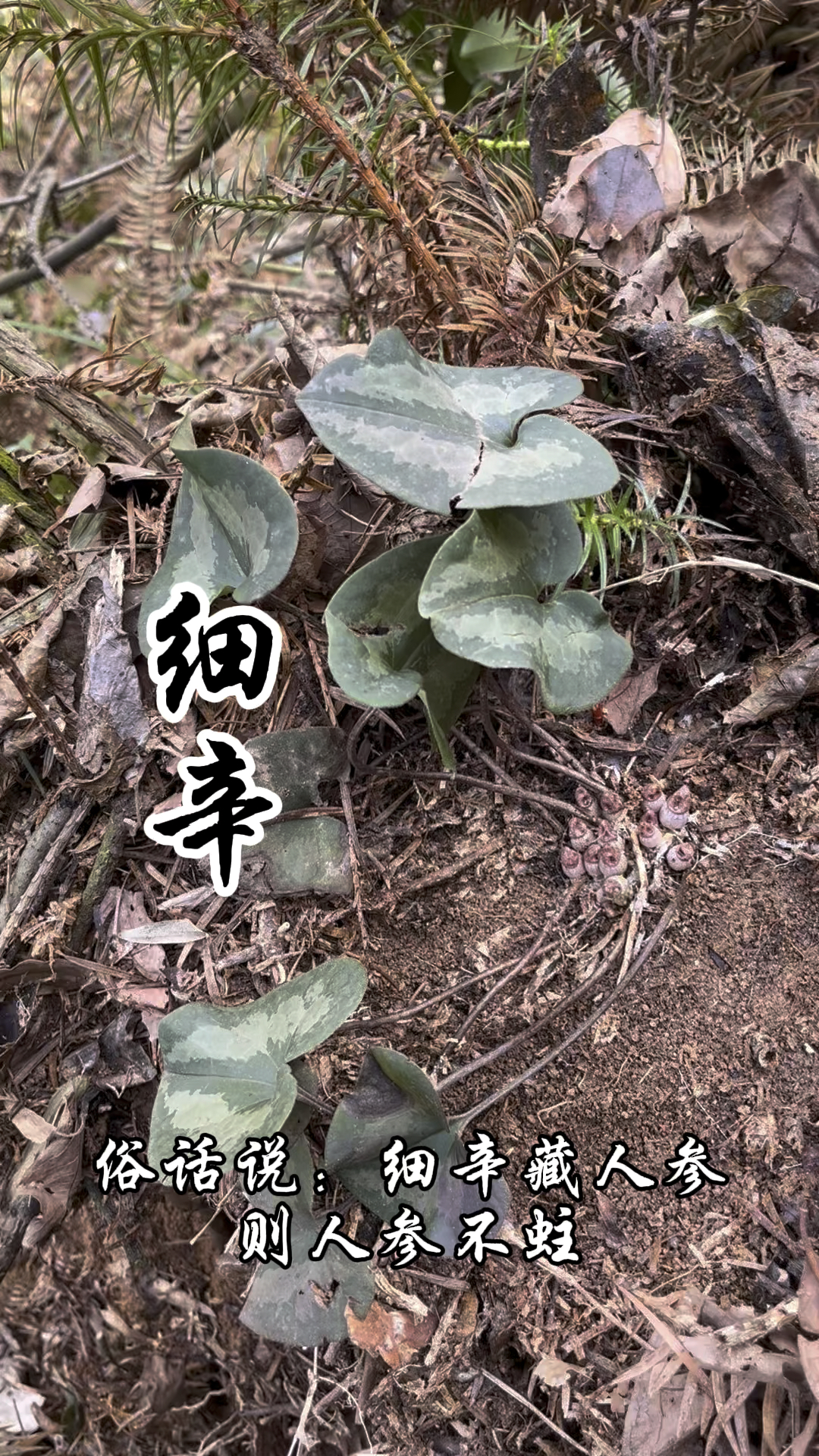 古人云:“细辛藏人参,则人参不蛀”,细辛这种植物你了解它的价值吗?