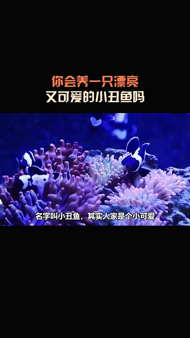 你会养一只漂亮,又可爱的小丑鱼吗