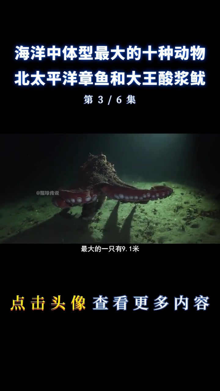 海洋中最大的生物!蓝鲸只能屈居第二,身子展开后比篮球场还大!