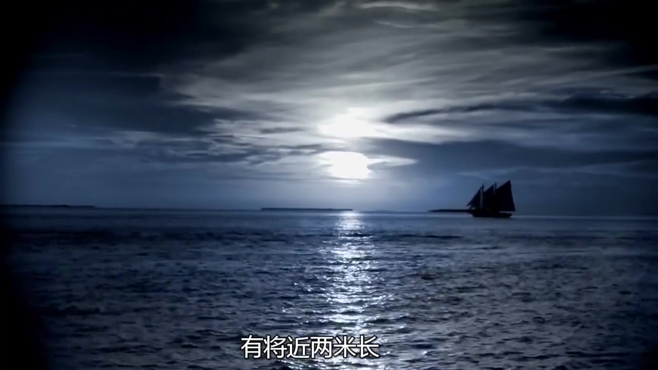 海中致命的动物:每个都是杀人凶手,致命程度让人不寒而栗