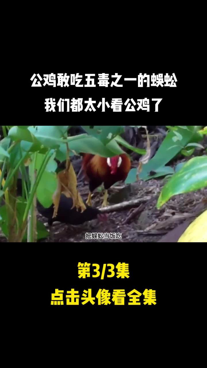 为啥公鸡敢吃五毒之一的蜈蚣?我们都太小看公鸡了 (3)