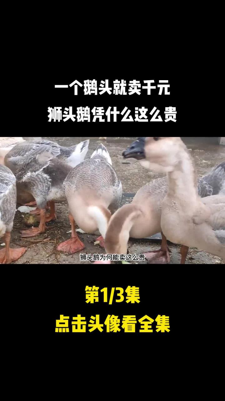 一个鹅头就卖千元,狮头鹅凭什么这么贵?(1)