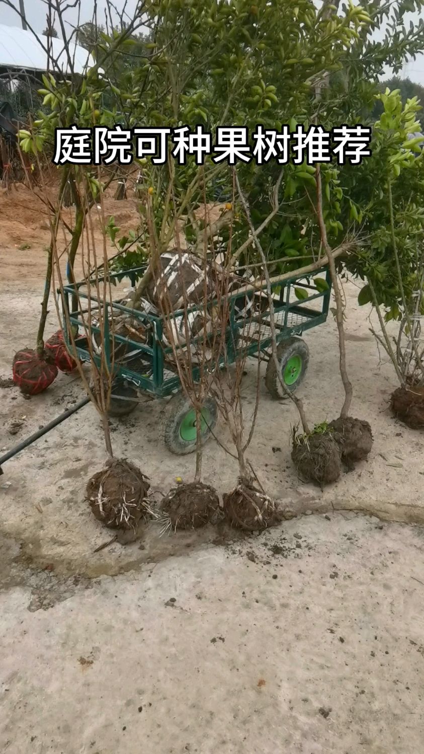 给大家推荐几个适合庭院种植的果树,品种非常有优势#果树苗