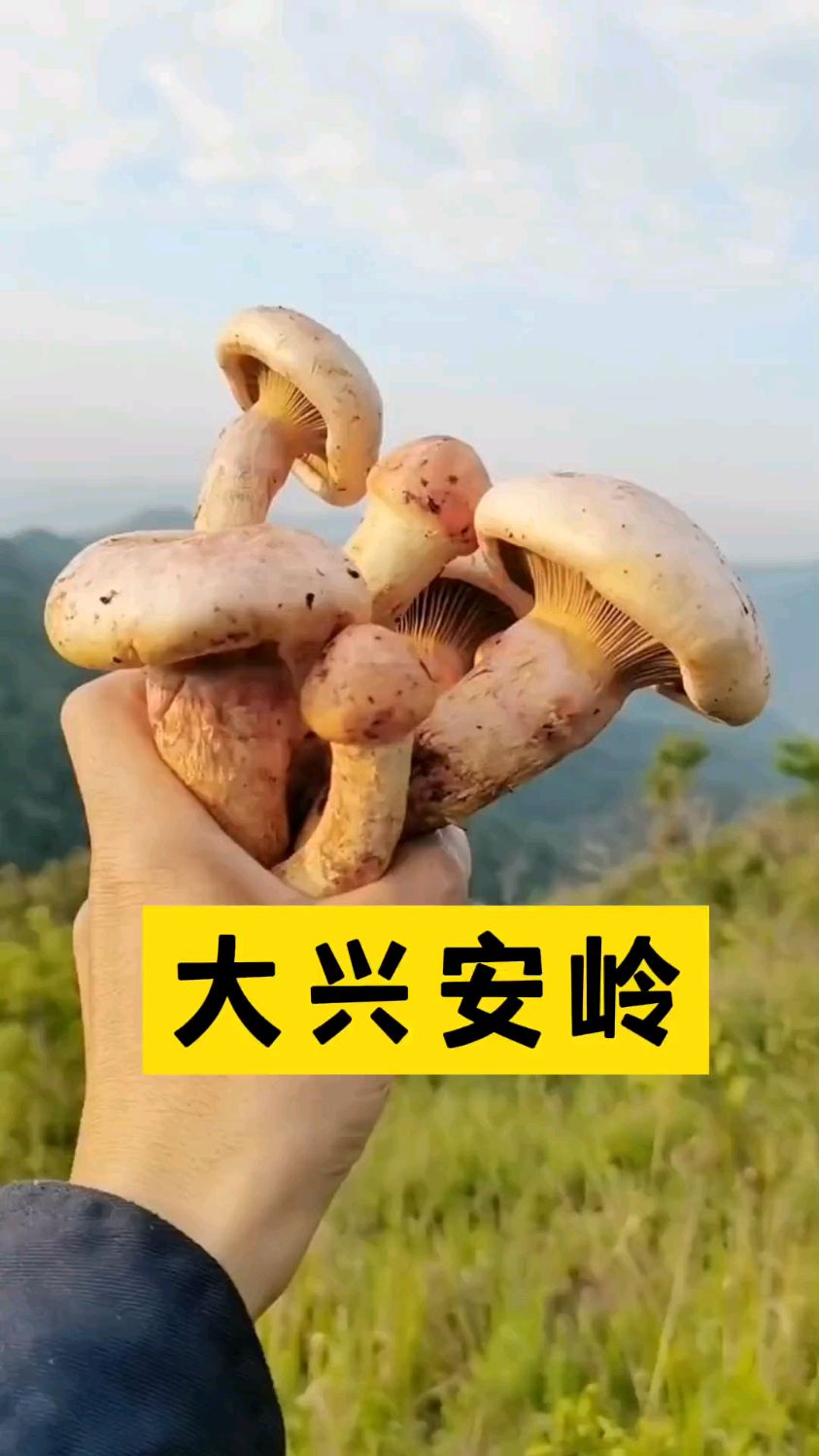 肉蘑,也叫松树伞