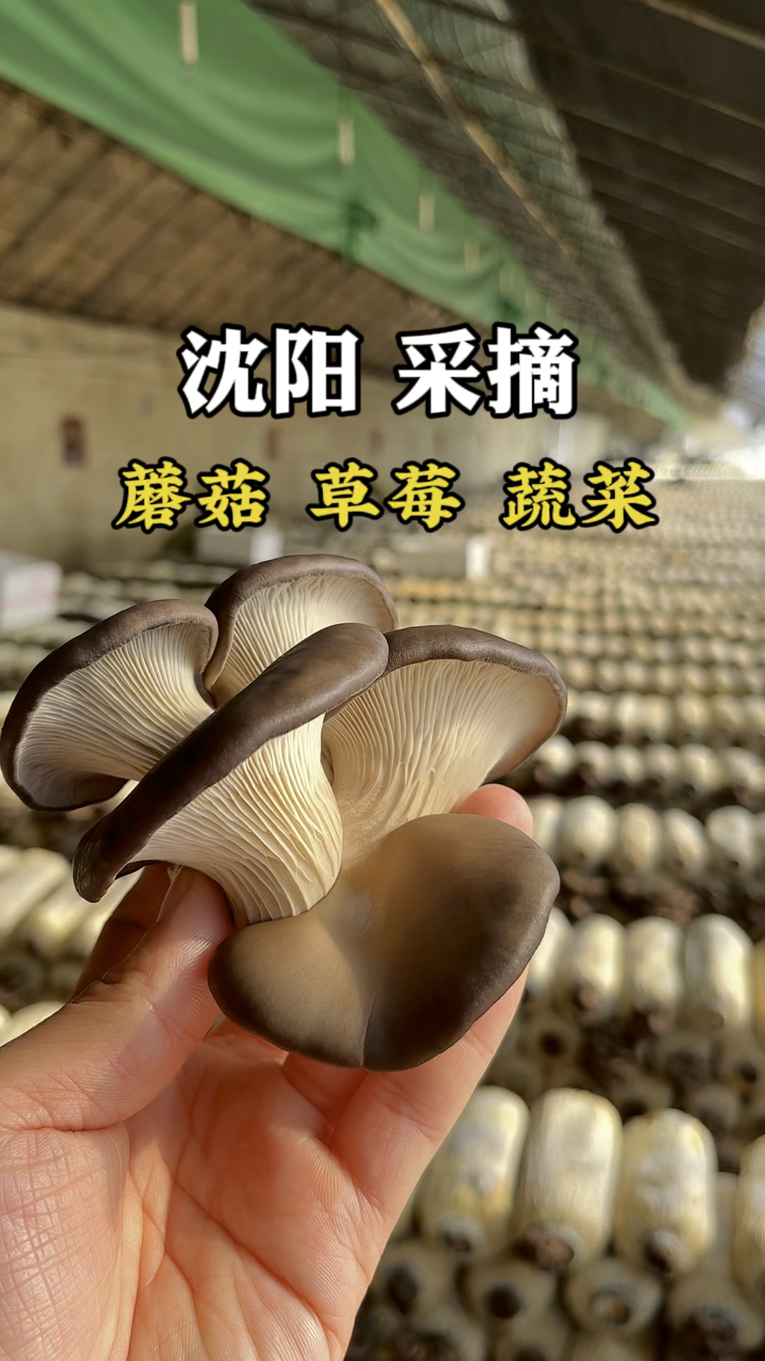 在沈阳发现一个可以采摘遛娃的好地方 这里有草莓蘑菇蔬菜采摘还能免费停车!