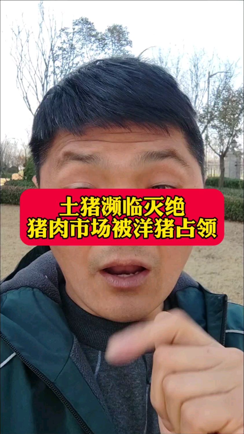 土猪濒临灭绝,猪肉市场被洋猪占领