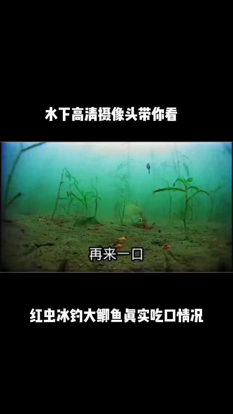 高清摄像头带你看红虫冰钓大鲫鱼吃口瞬间,真的太过瘾。