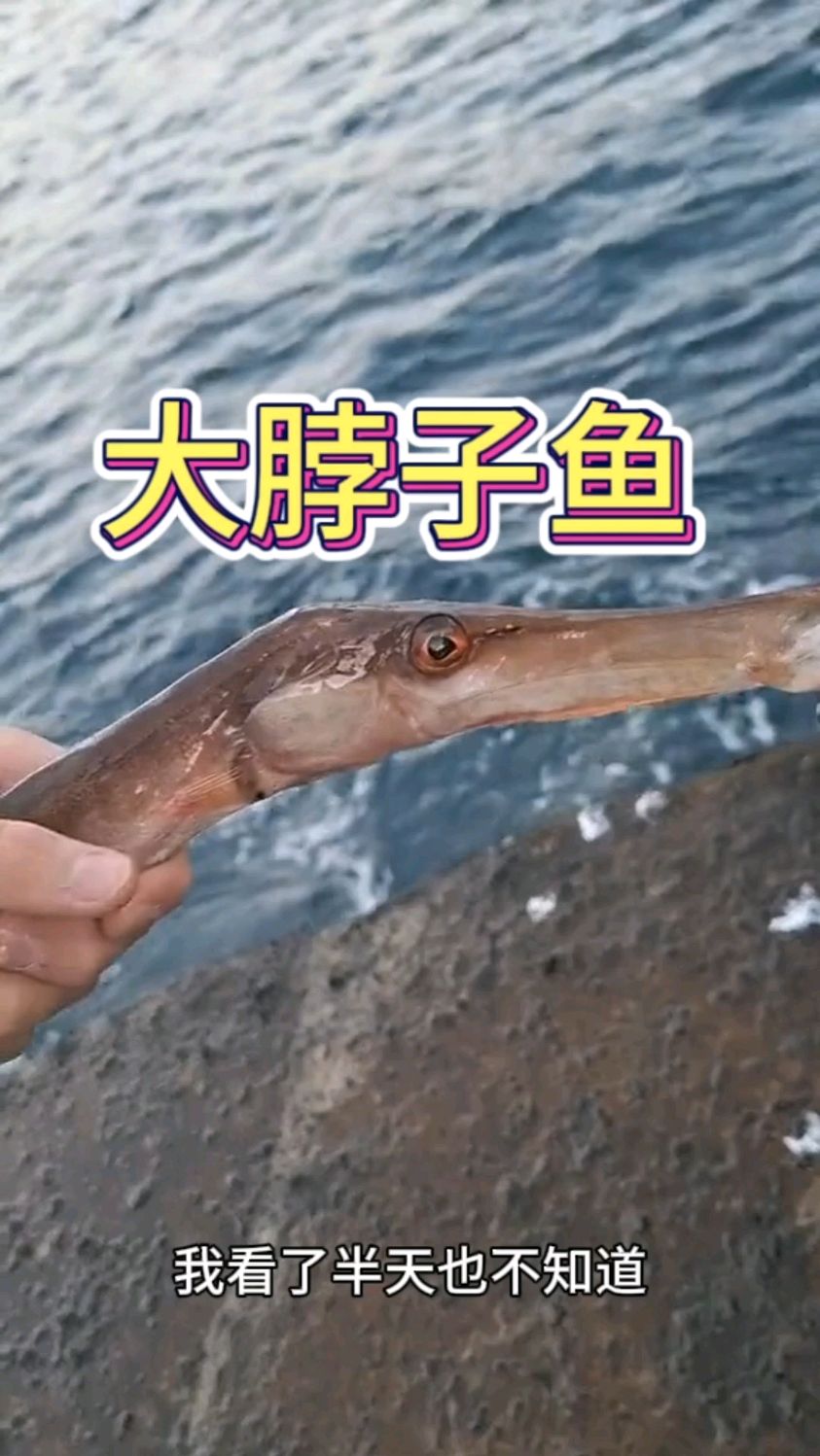 #记录钓鱼人的真实生活 钓了半辈子的鱼,头一次钓到这种奇怪的鱼儿