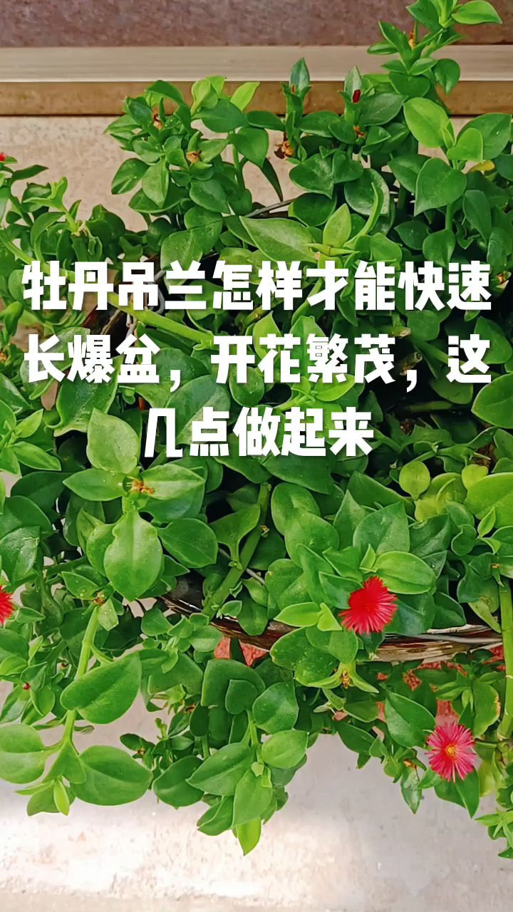 牡丹吊兰怎样才能快速长爆盆,开花繁茂,这几点做起来
