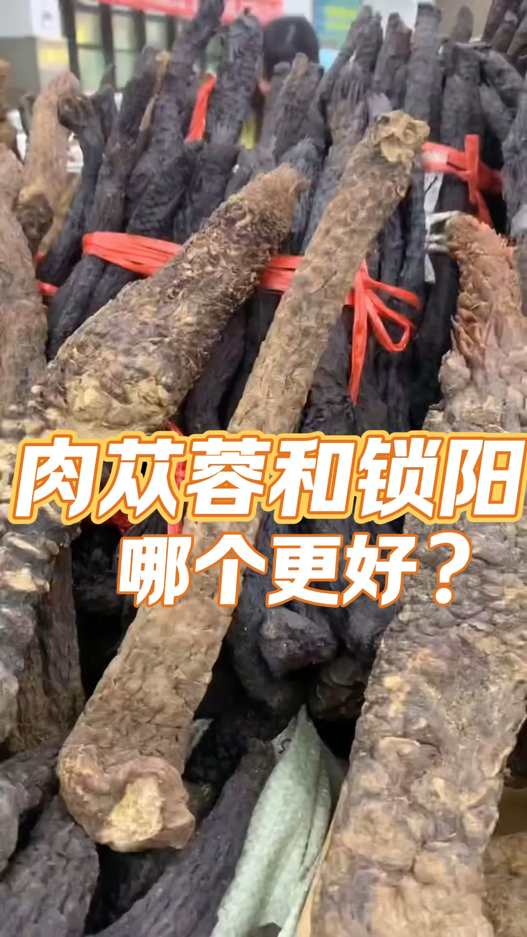 第48集:肉苁蓉和锁阳哪个更好?