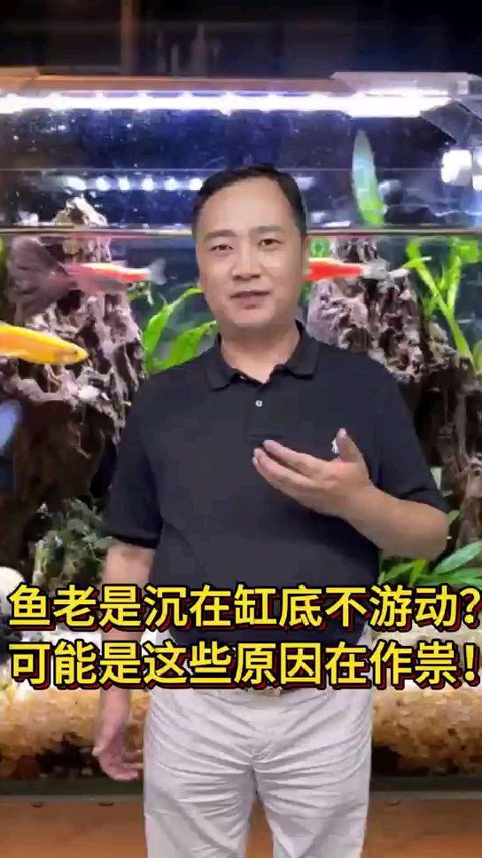 鱼老是沉在缸底不游动?可能是这些原因在作祟!
