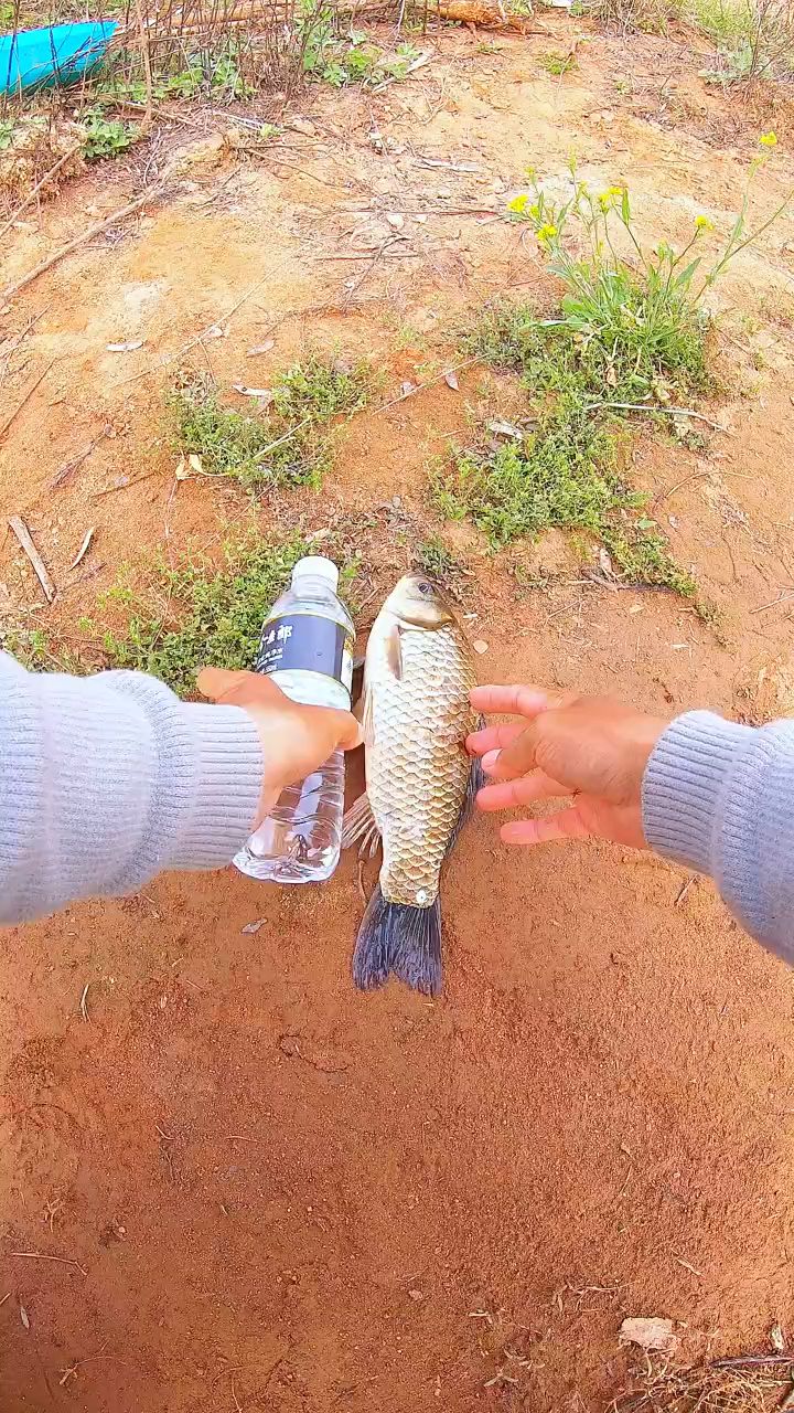 今天走运了,开竿大鲫#钓鱼#钓鱼人