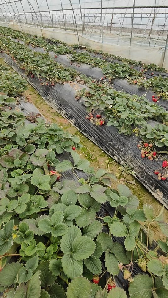 乡村路边草莓园采摘,第一次发现还有巧克力味的草莓,太好吃了