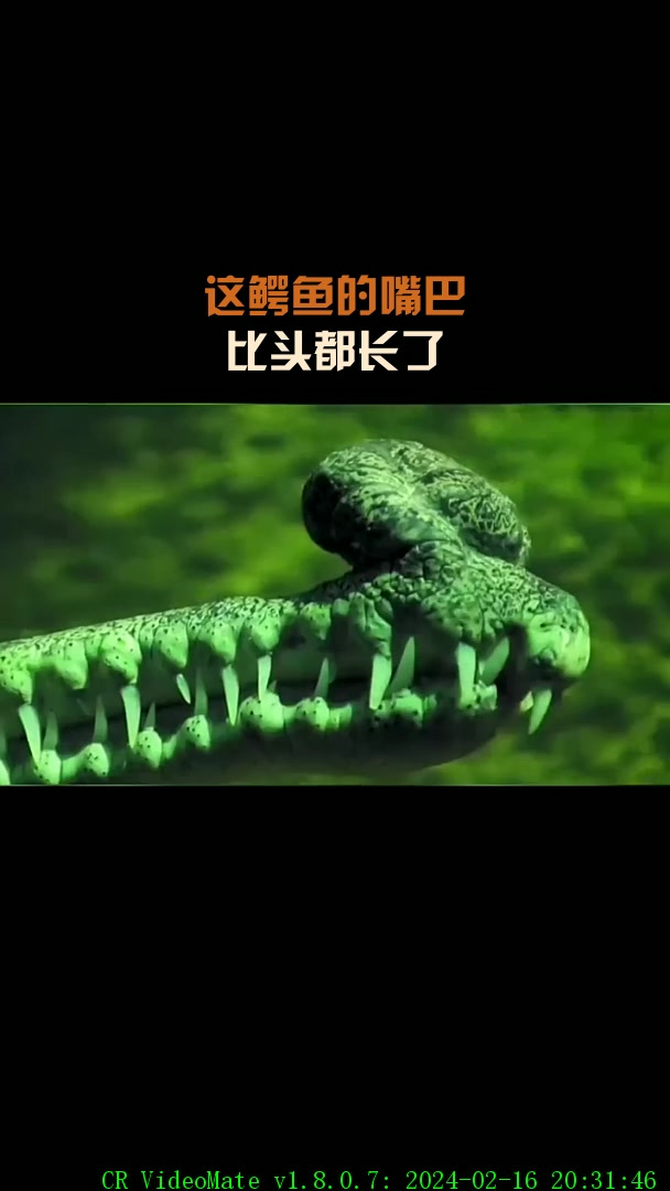 这鳄鱼的嘴巴,比头都长了