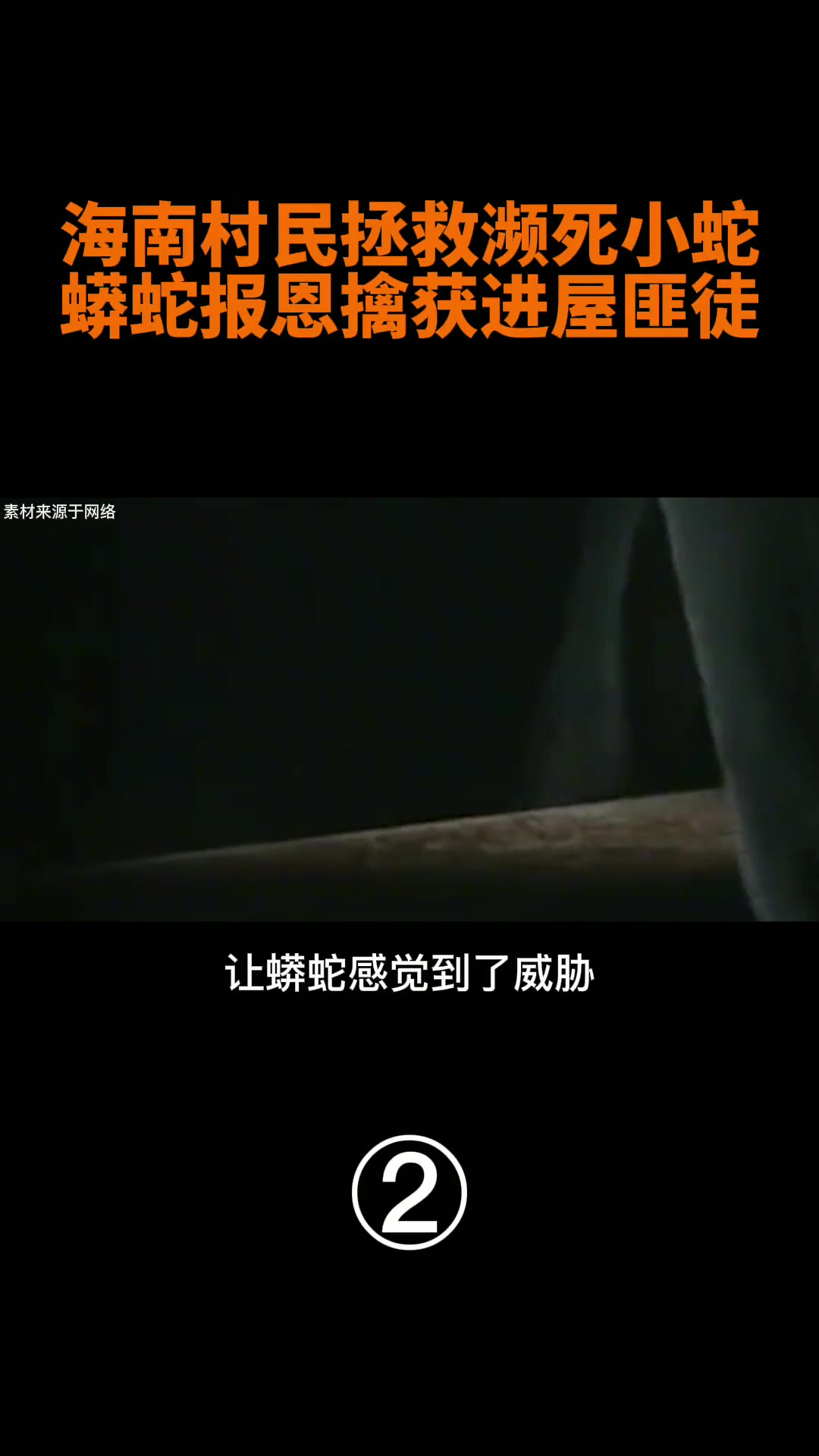 海南村民不顾危险救助蟒蛇,蟒蛇长大擒获进屋匪徒,蛇真有灵性?