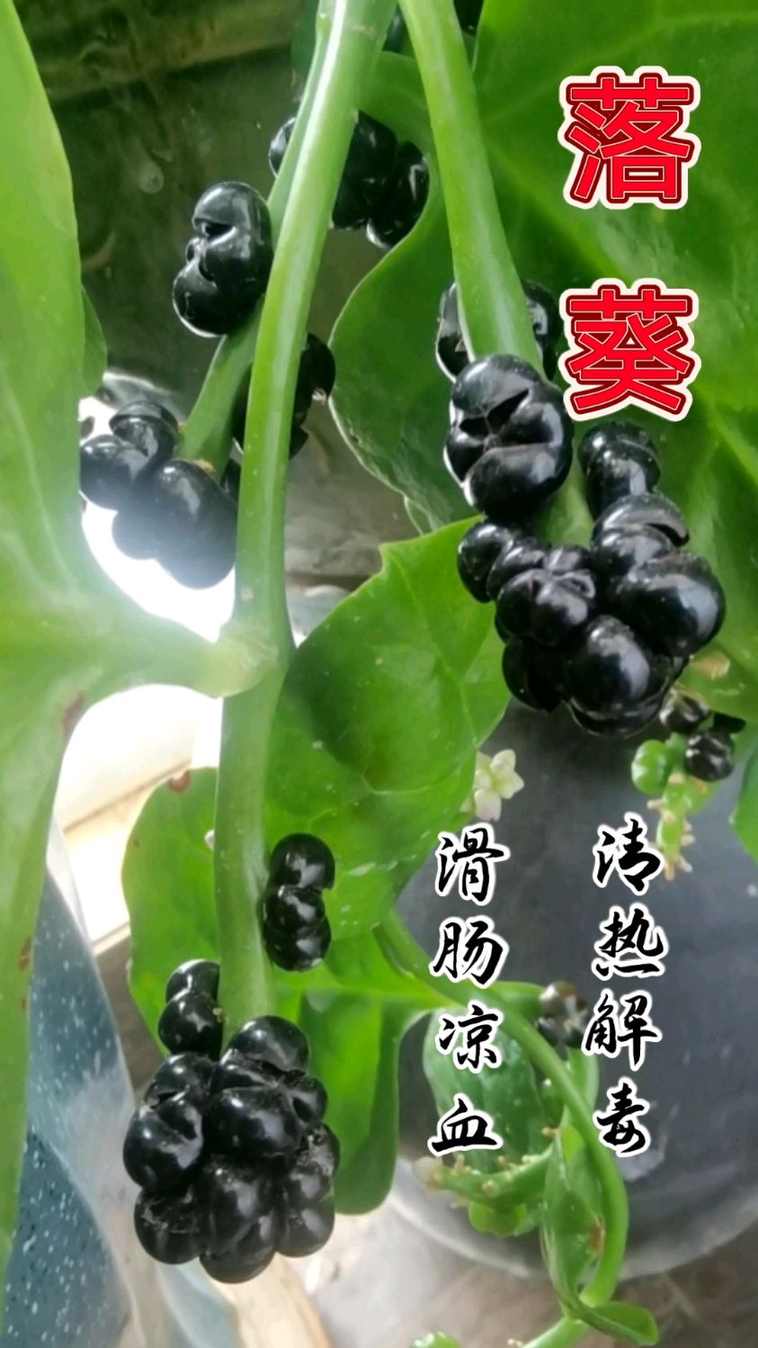 落葵:集食用、观赏、药用功能于一身的餐桌美味