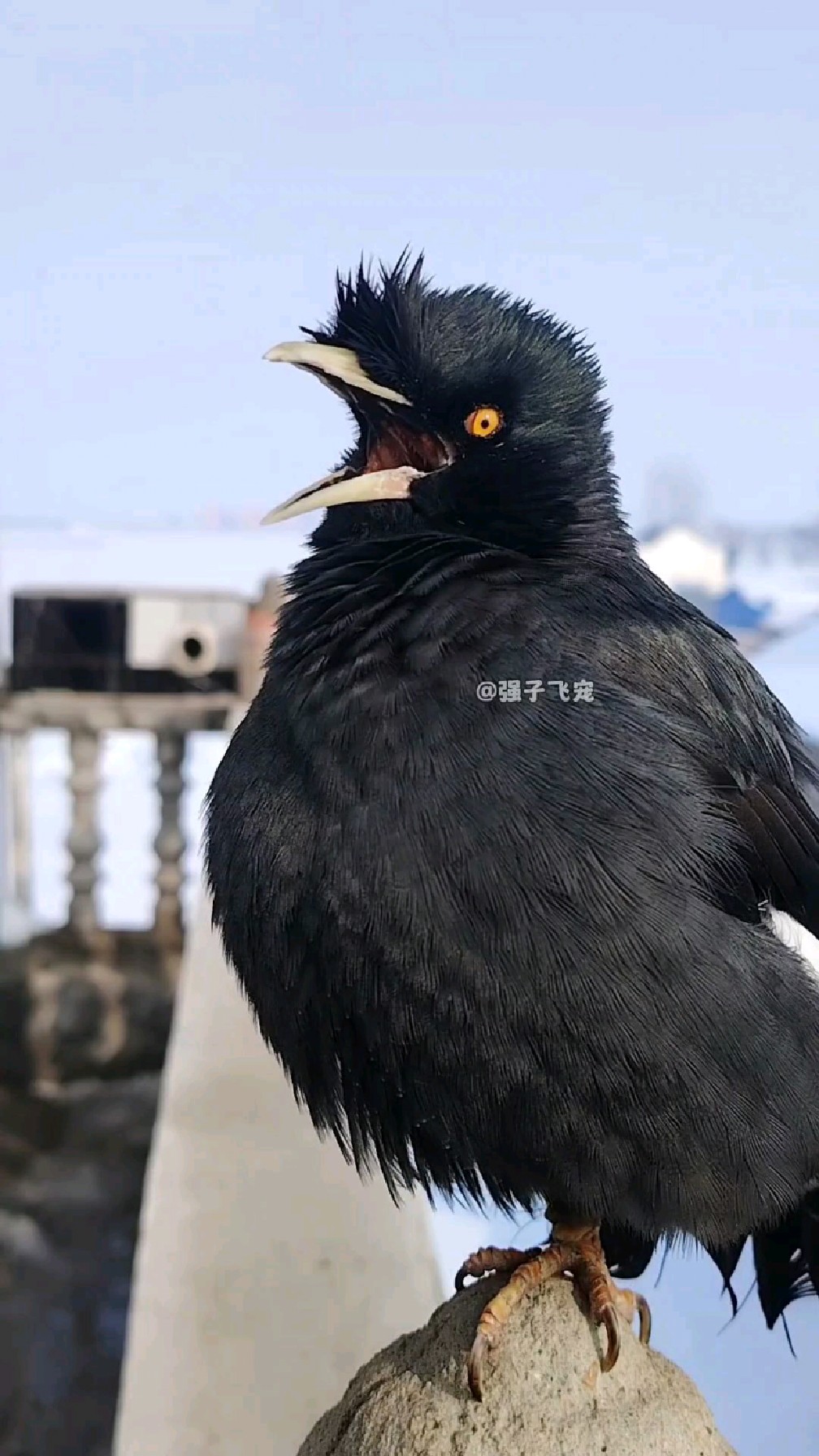 这只八哥小鸟真是聪明 学会了大公鸡的叫声 真是太像了