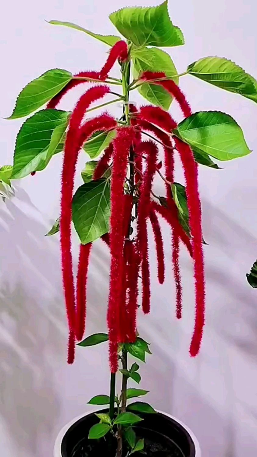 红穗铁苋菜非常可爱,特别是养在光照下,花穗上长满了红色的绒毛,看起来像动物的尾巴