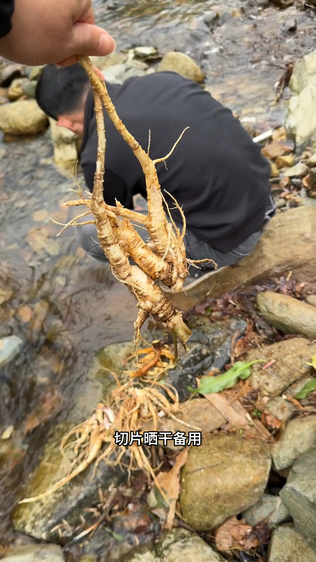 今天在深山里挖到了这种土当归。