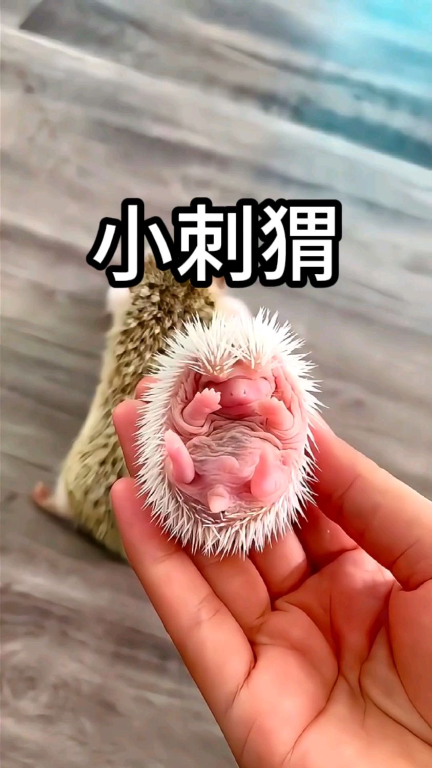 你见过这么小的刺猬吗?原来刺猬的叫声是这样的