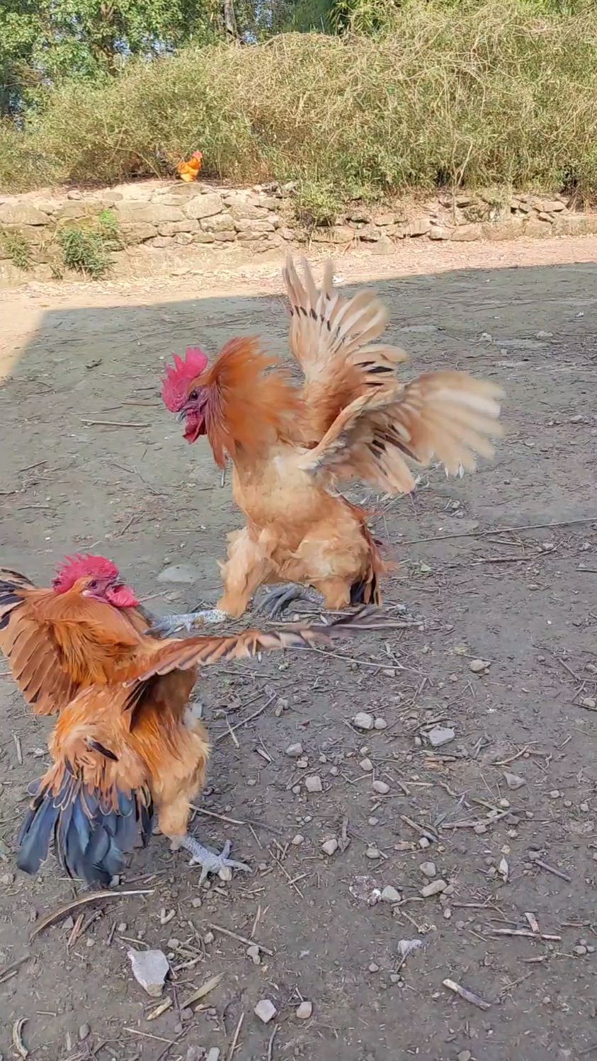 雄壮的大公鸡有如雄鹰附体,一招鹰击长空气势如虹