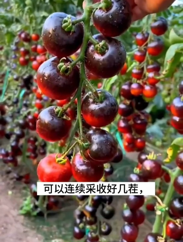 黑番茄是水果也是蔬菜,早春在家种植,种苗该如何选择?