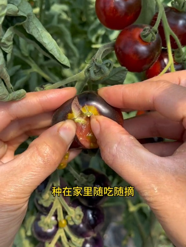 黑番茄是水果也是蔬菜,早春自己在家种,种苗该如何选择?