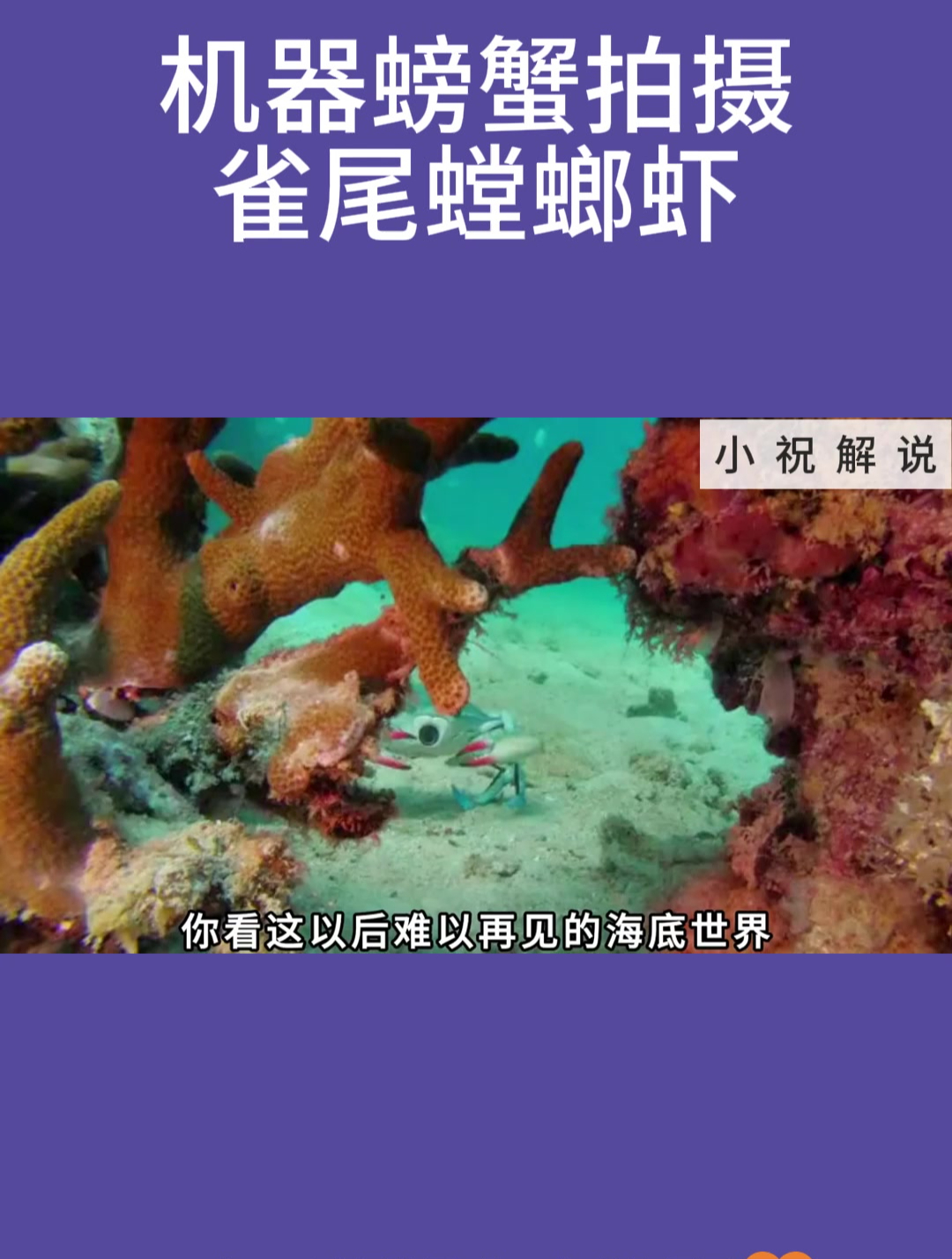 机器螃蟹拍摄雀尾螳螂虾!