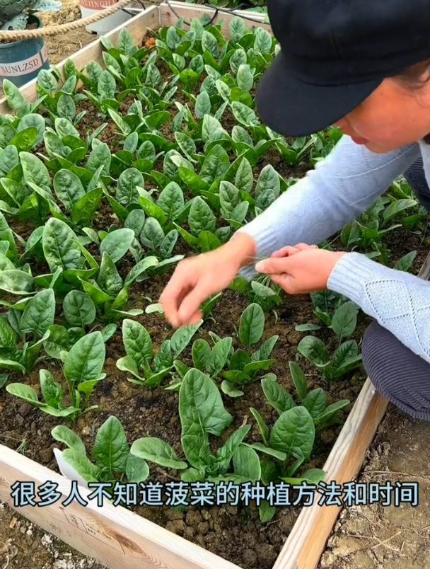 菠菜怎么种?菠菜种植的最佳时间