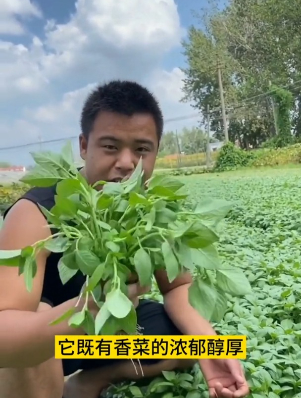 荆芥是夏天“神药”,有着薄荷加柠檬的香味,吃法多样营养高!