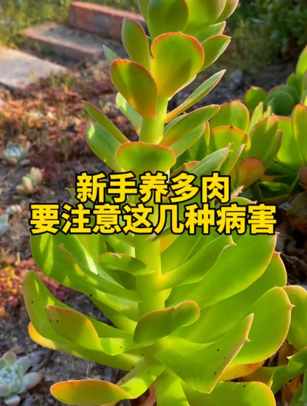 新手养多肉,这几种病害一定要认识!