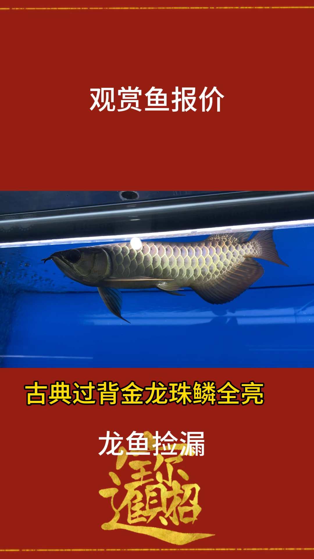古典过背金龙鱼报价