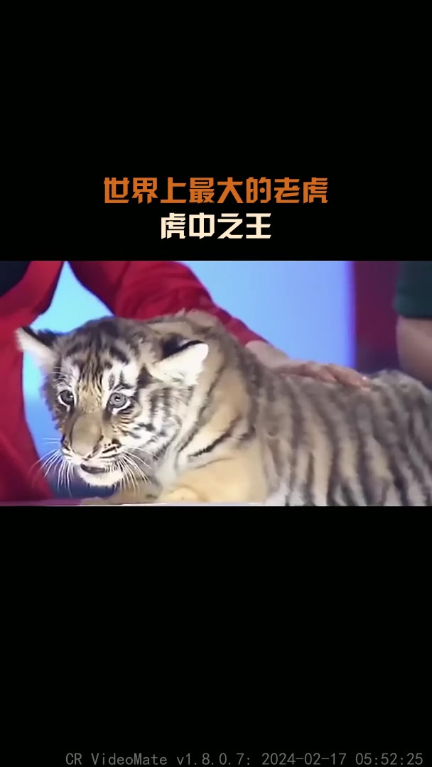 世界上最大的老虎,虎中之王