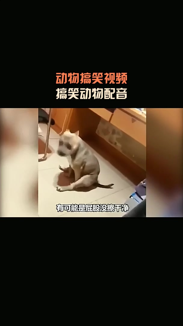 动物搞笑视频,搞笑动物配音