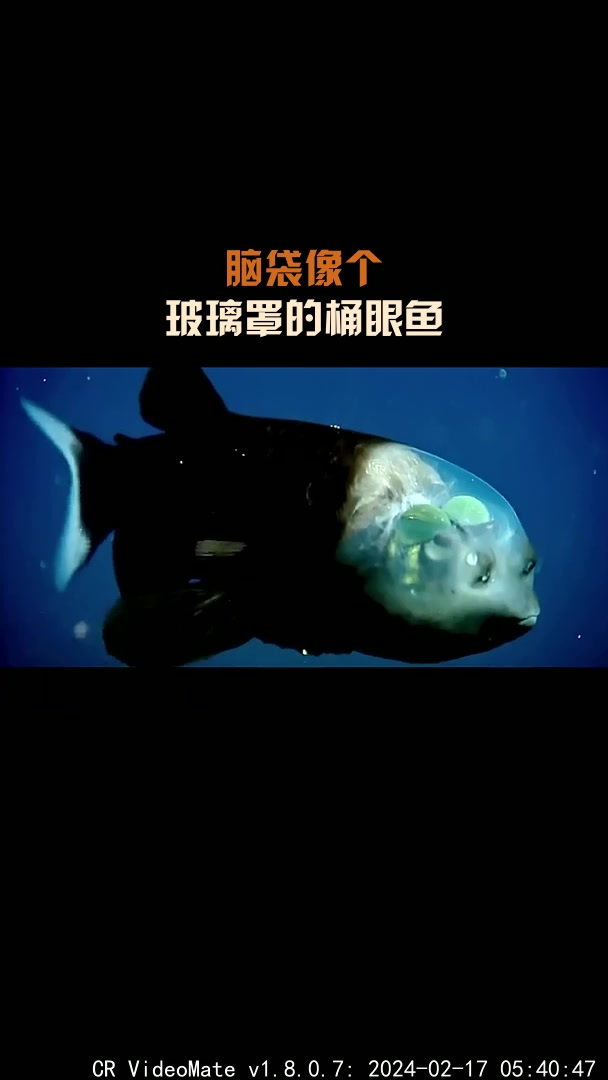 脑袋像个,玻璃罩的桶眼鱼
