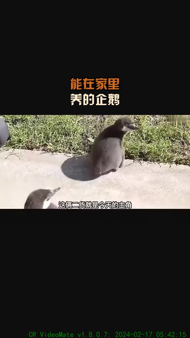 能在家里,养的企鹅