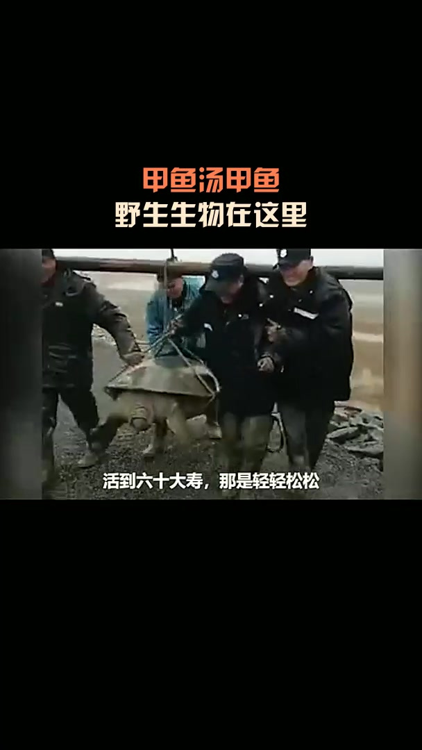 甲鱼汤甲鱼,野生生物在这里