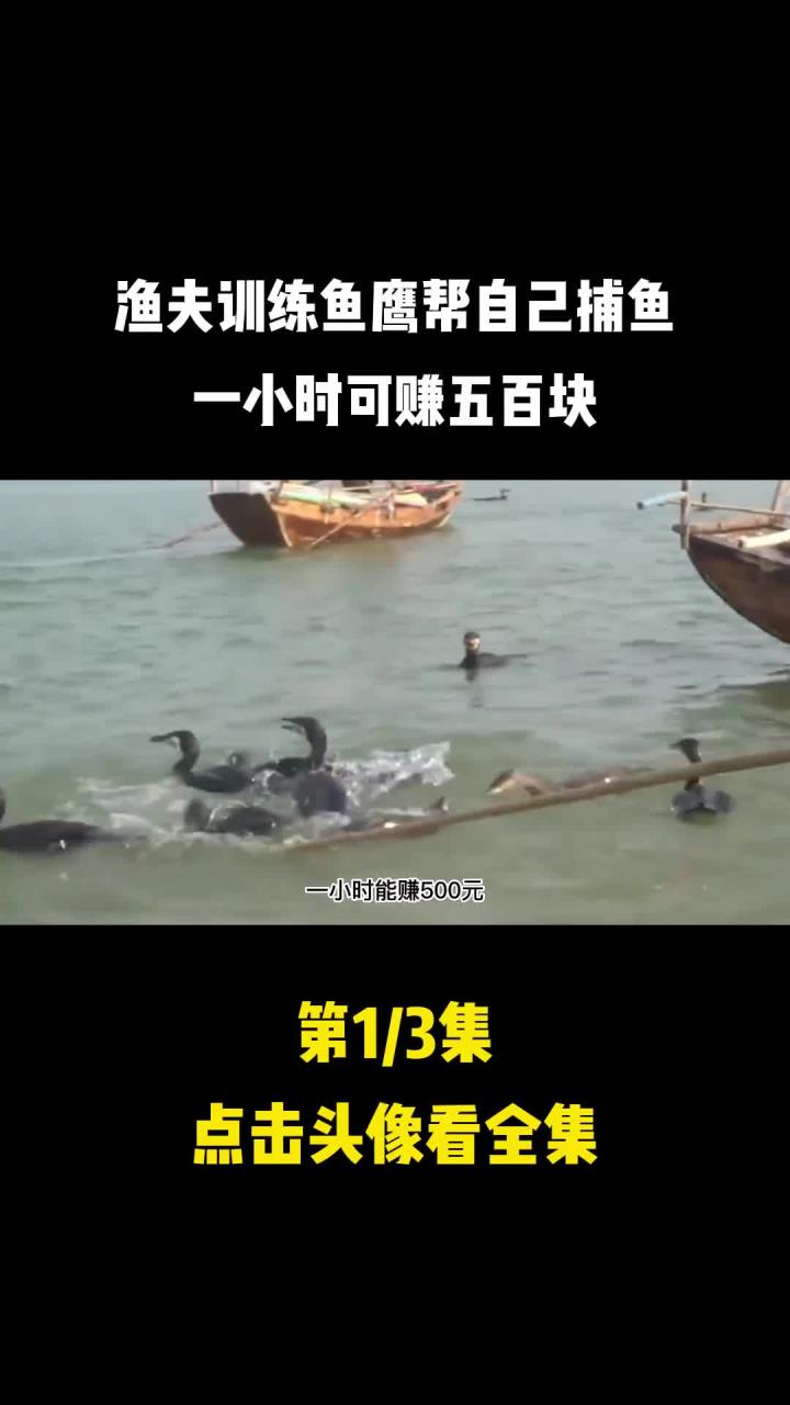 渔夫训练鱼鹰帮自己捕鱼,一小时可赚五百块 (1)