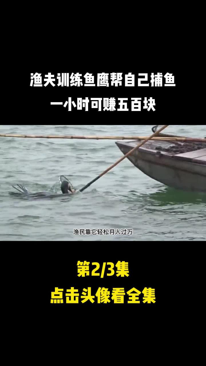 渔夫训练鱼鹰帮自己捕鱼,一小时可赚五百块 (2)