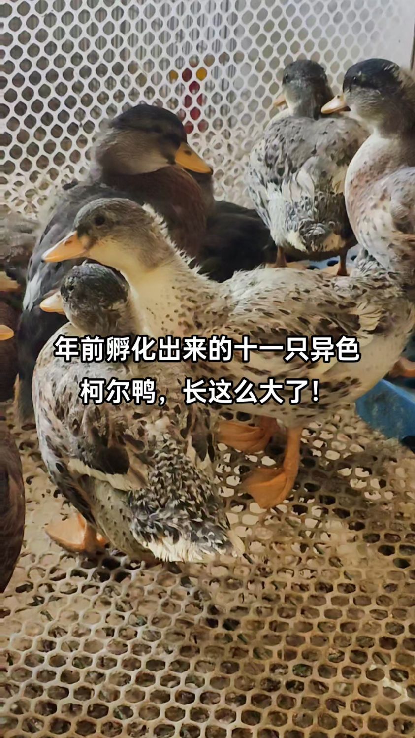 第一批孵化出来的异色柯尔鸭,马上两个月了