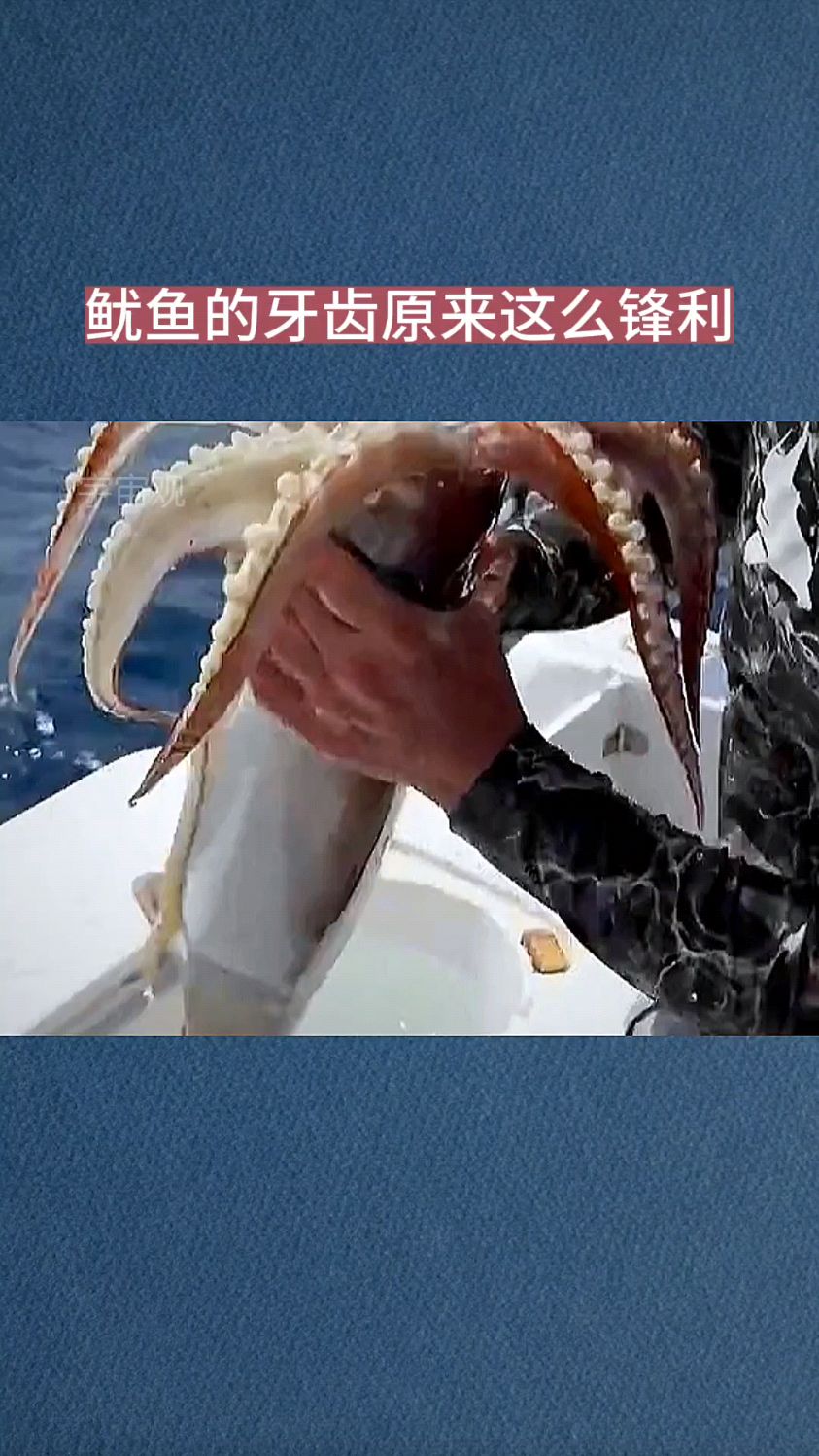 鱿鱼的牙齿原来这么锋利