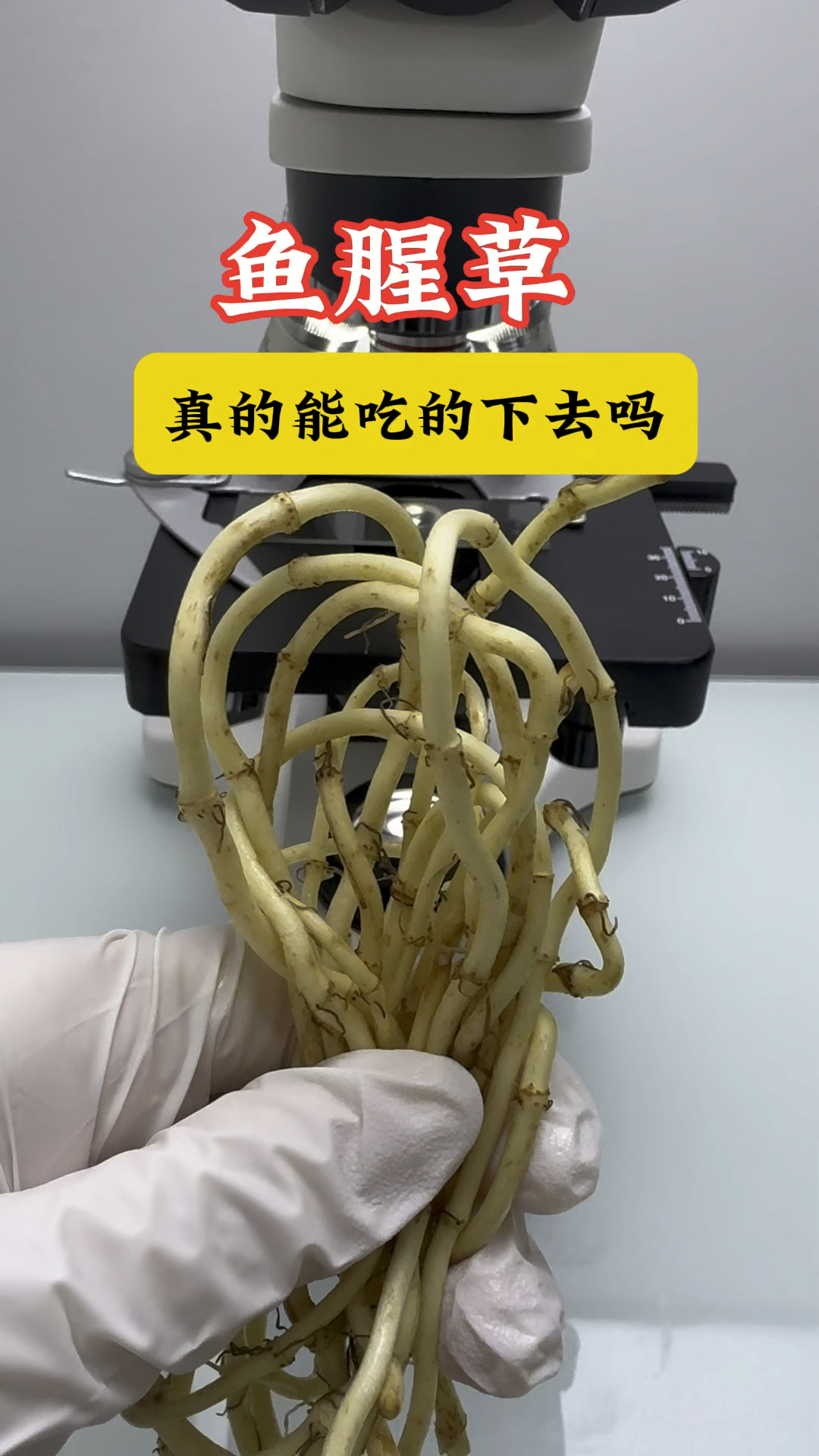 折耳根鱼腥草是同一种吗?