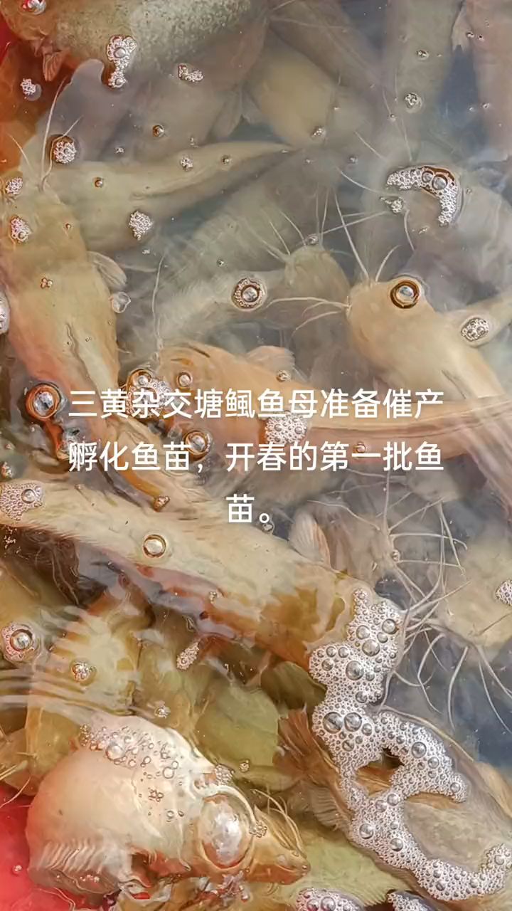 三黄杂交塘虱鱼苗准备催产孵化鱼苗,开春第一批鱼苗。欢迎交流经验