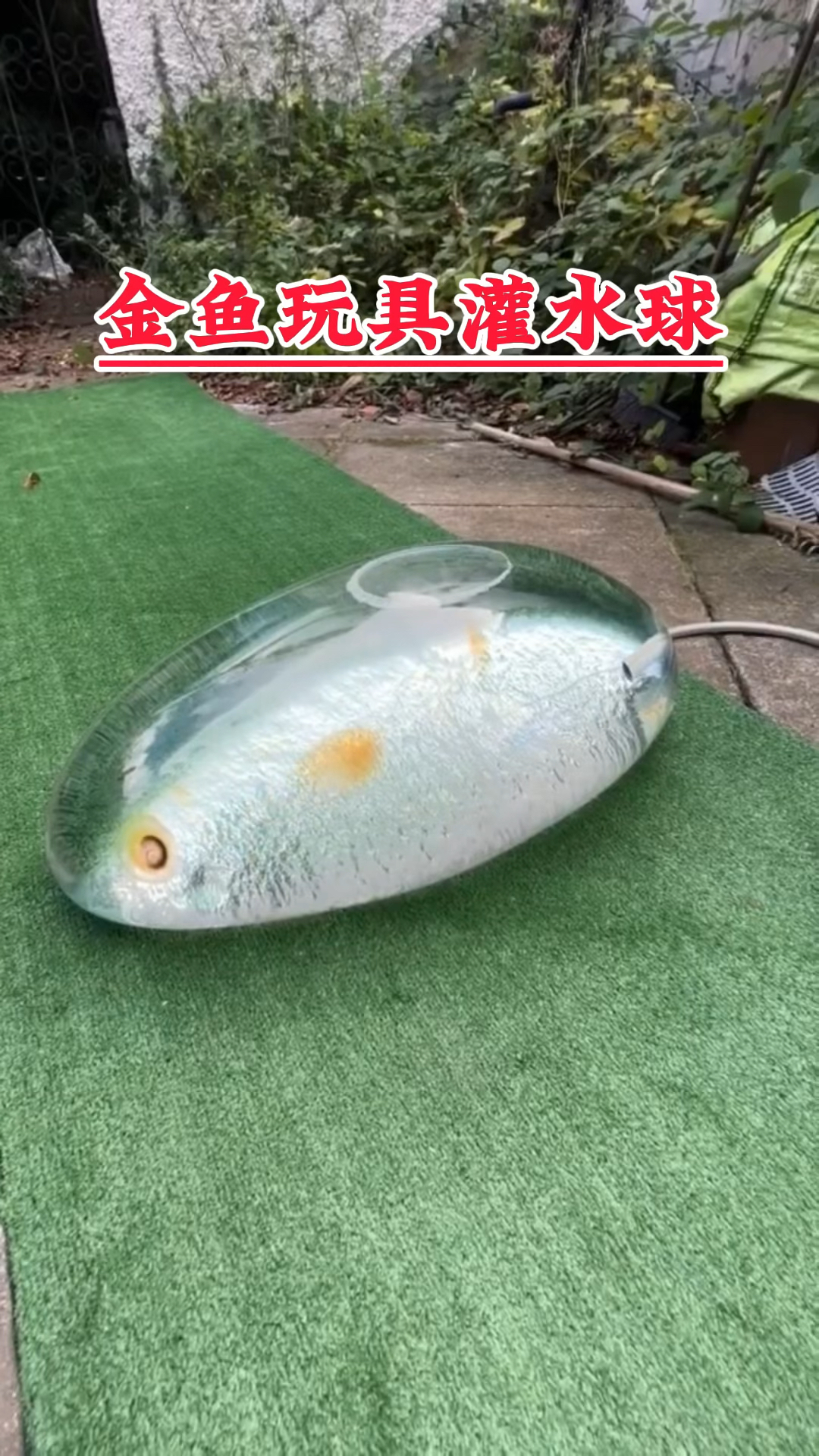 金鱼玩具灌成水球