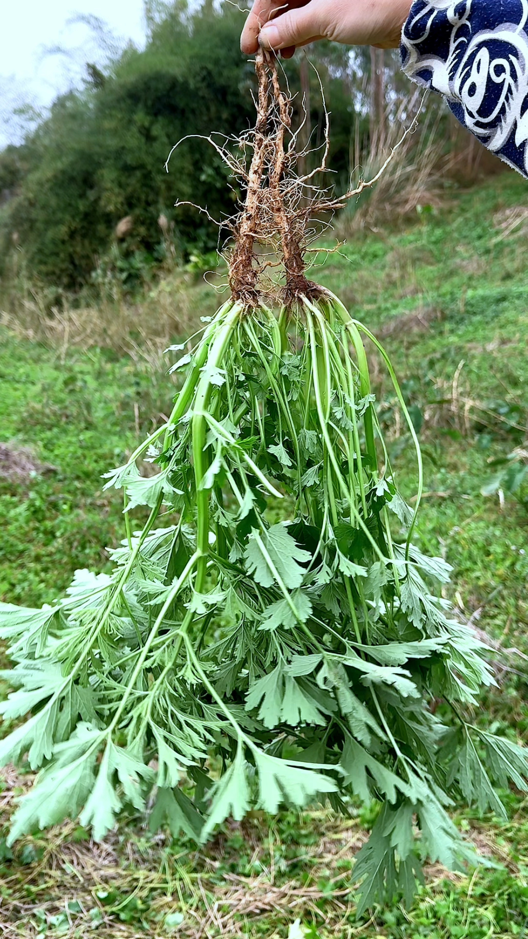 村里人到处找的益母草,你认识吗?遇见采挖些回家