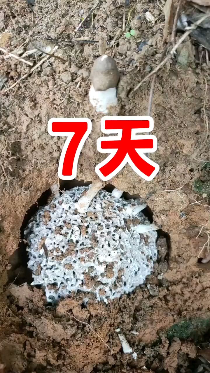 鸡枞,从出现菇蕾,到破土而出,需要7天