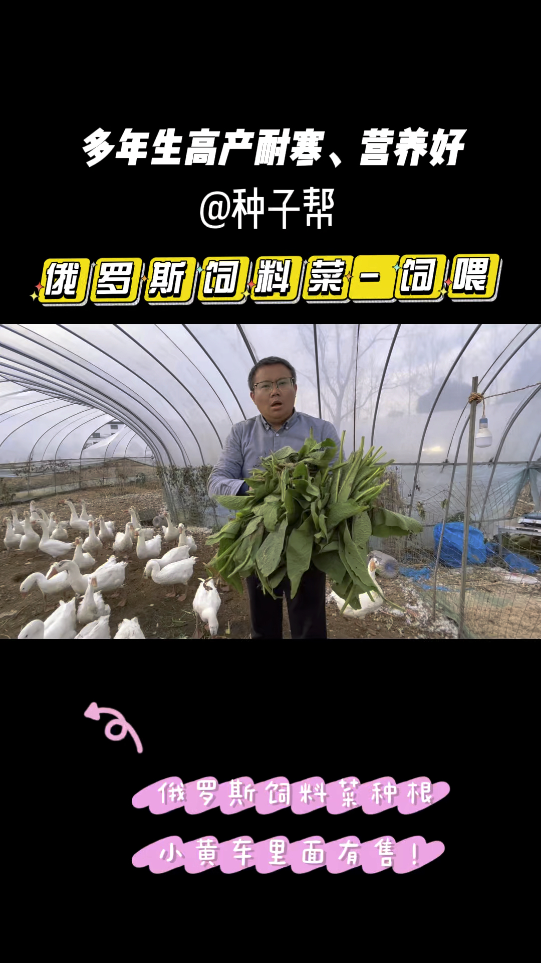 养鸡鸭鹅的高产牧草,俄罗斯饲料菜一年割8～10次,亩产20～30吨,可直接饲喂