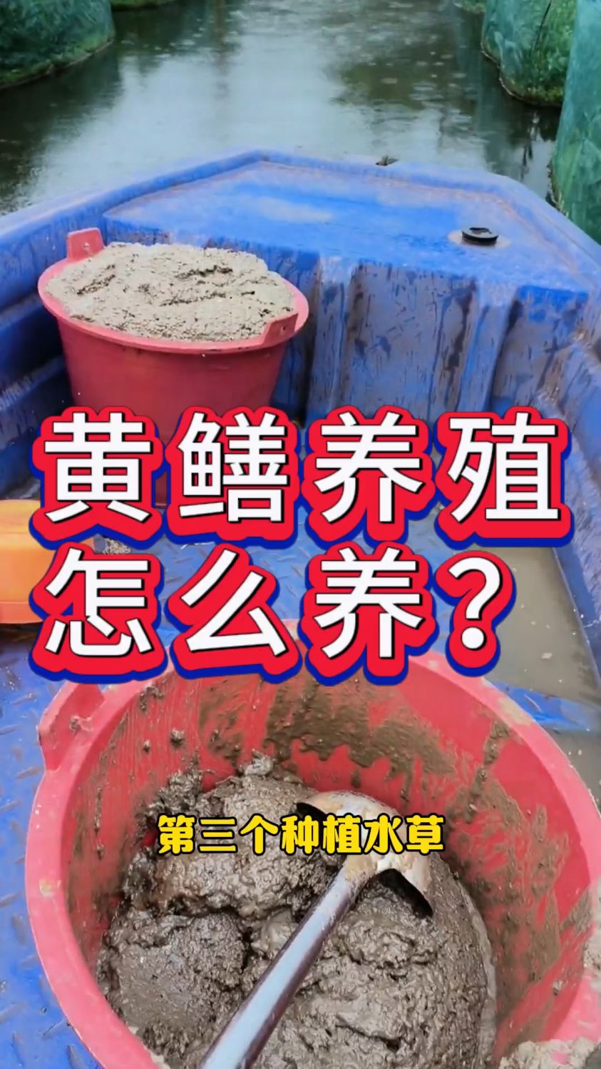 黄鳝养殖到底怎么养?用什么养?喂什么饲料?